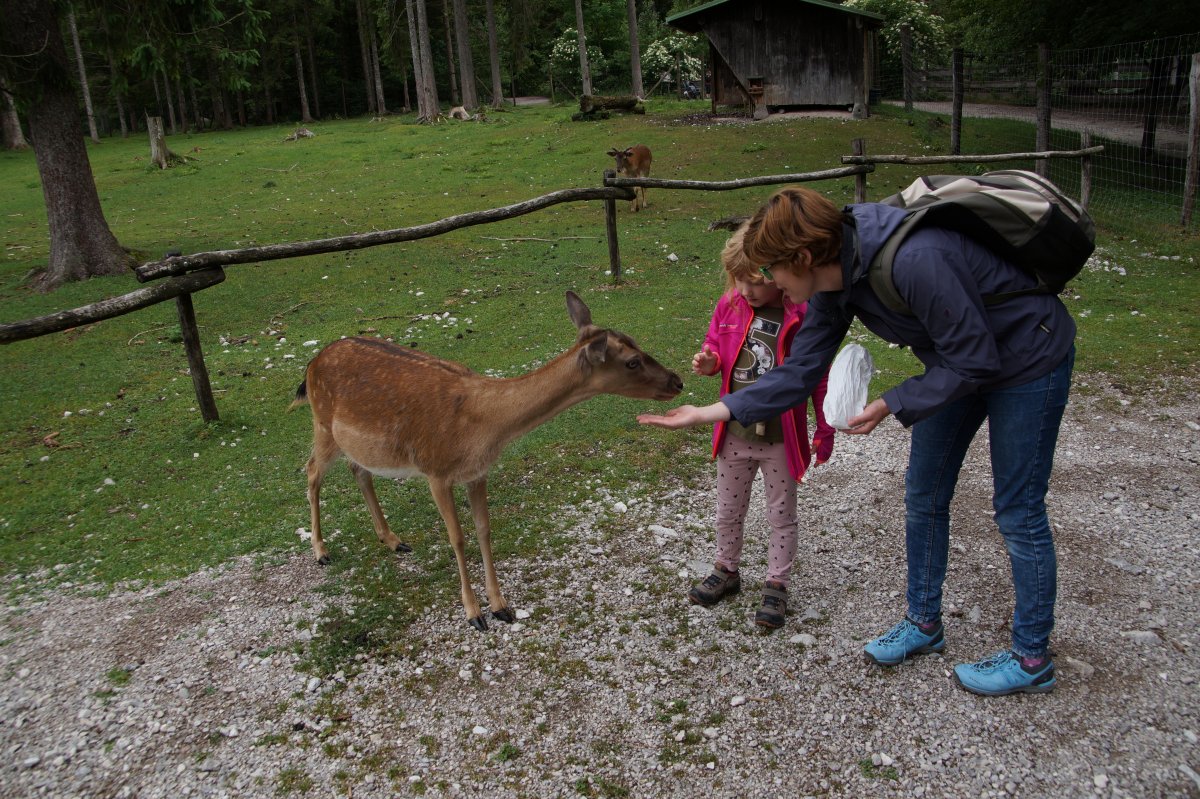 Wildpark 2019